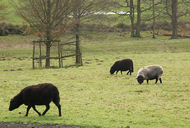 The Grey Sheep of the Family