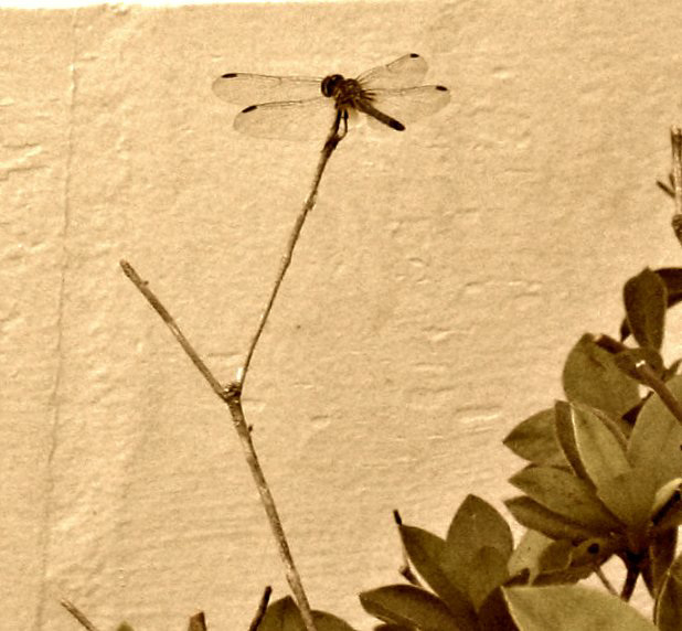 Sepia Dragonfly...