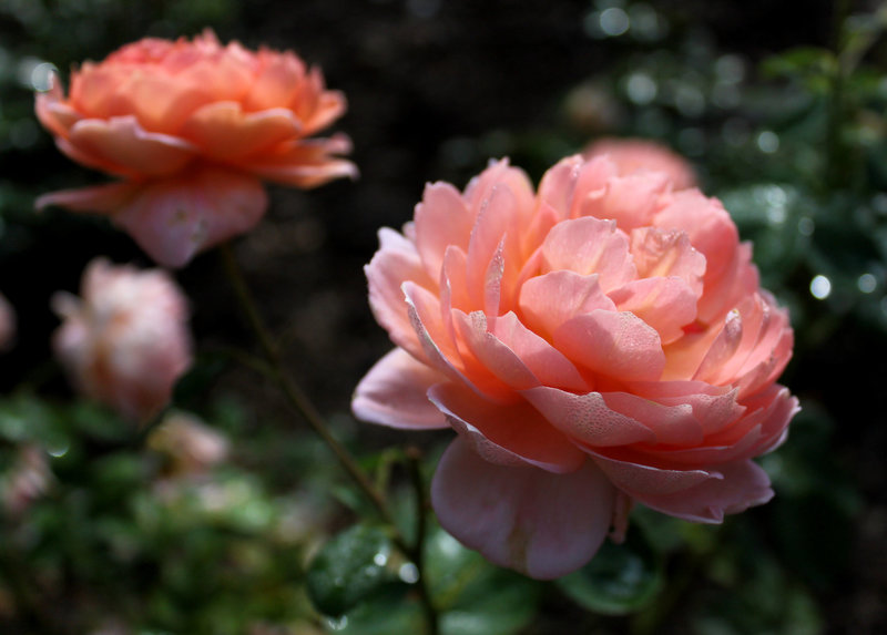 Roses, Biltmore