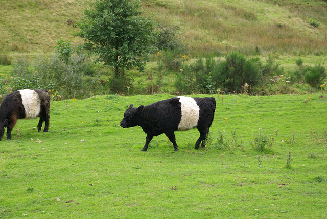 Belted Galloways