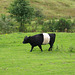 Belted Galloways