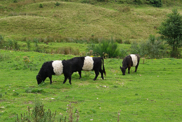 Belted Galloways