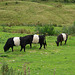 Belted Galloways