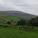 Belted Galloways