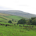 Belted Galloways