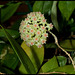 Hoya sp.affinis parasitica (3)