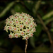 Hoya sp.affinis parasitica (6)