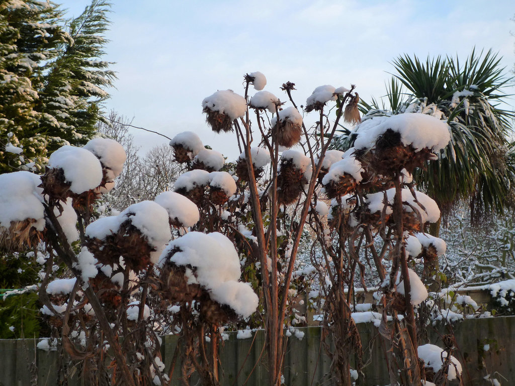 Snowy Cardoons