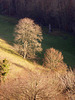 bright bare trees