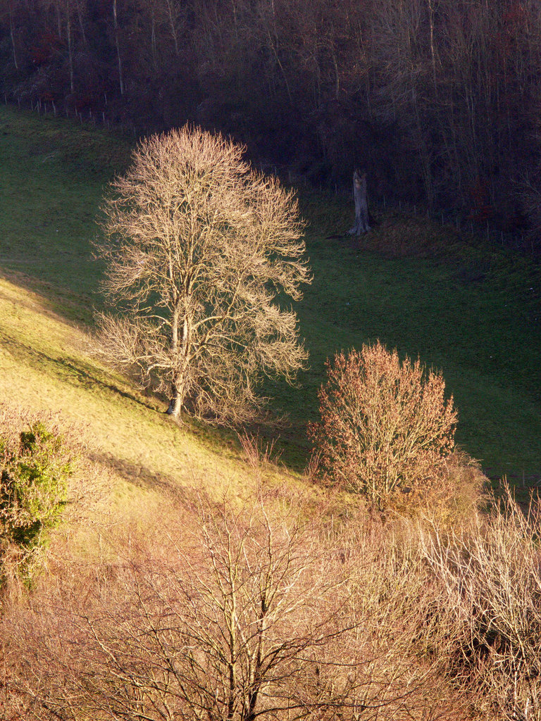 bright bare trees
