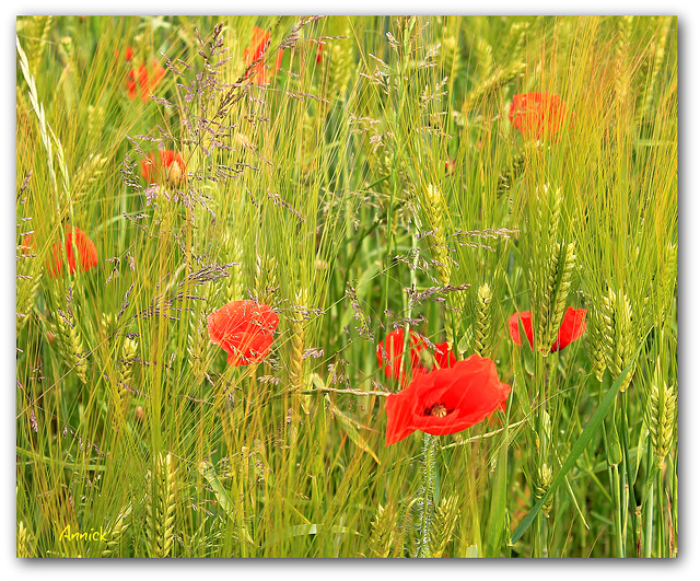 Coquelicots dans un champ d'orge