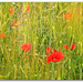 Coquelicots dans un champ d'orge