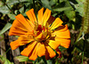 Zinnia