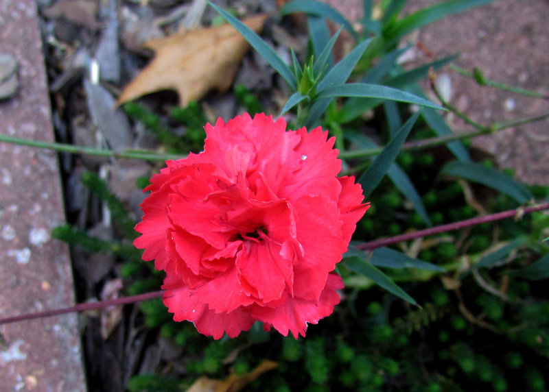 Dianthus