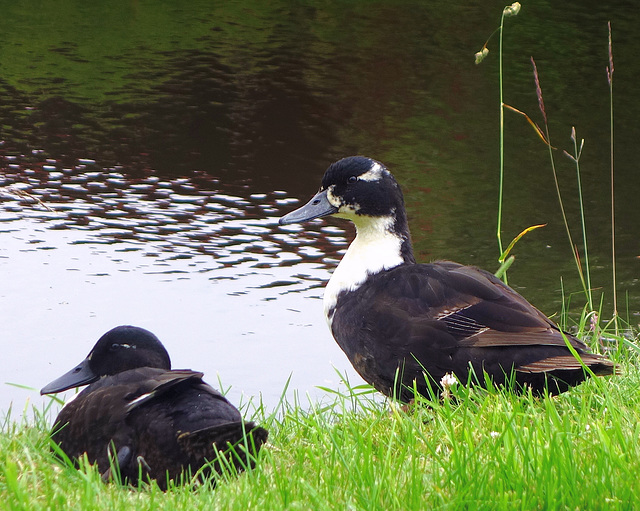 Ducks by the canal.