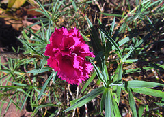 Dianthus