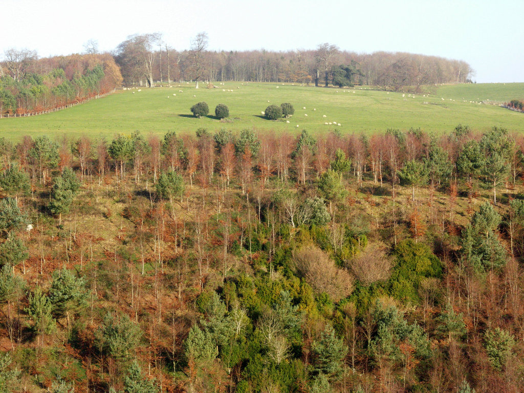 mixed woodland