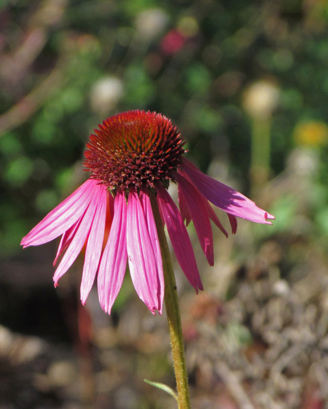 Purple Cone Flower