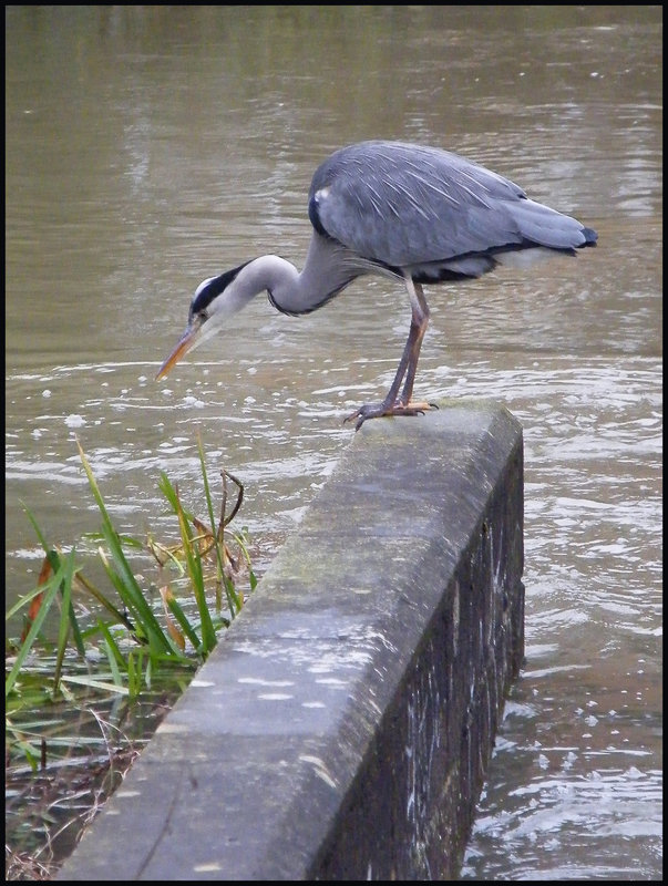 heron at the weir