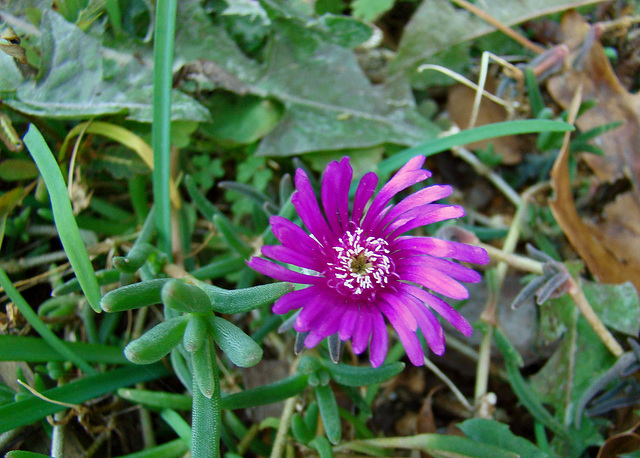 Ice Plant