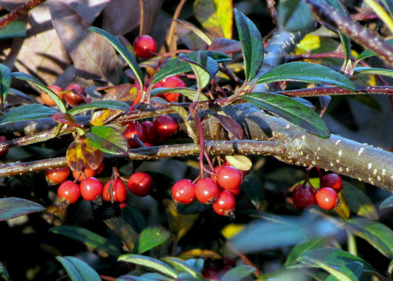 Cotoneaster berries