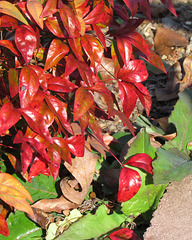 Dwarf Nandina