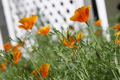 Poppies