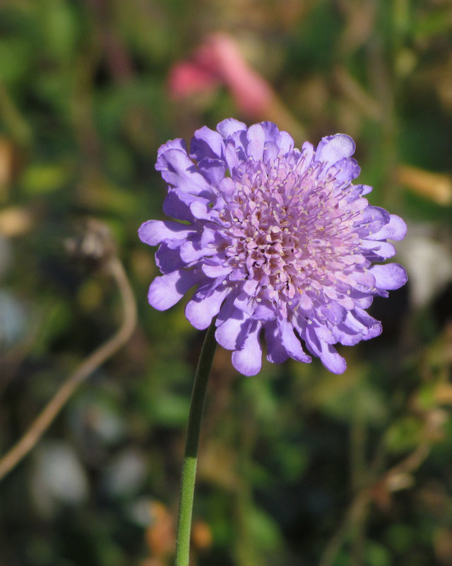 Scabiosa Flower