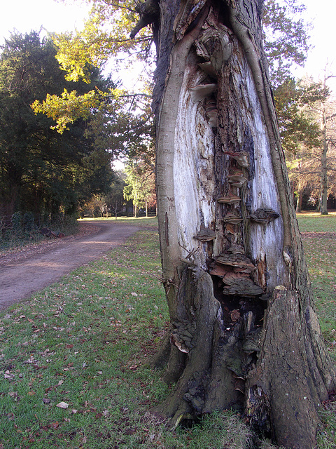 bracket fungi