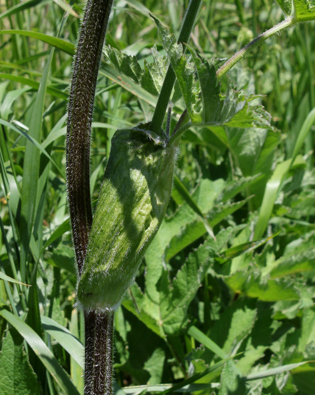 Heracleum sphondylium subsp sibiricum= Heracleum sibiricum= H.lecoqii