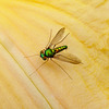 Iridescent green fly on daylily