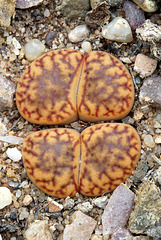 Lithops