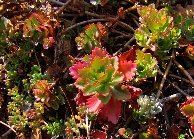 Colorful Sedum