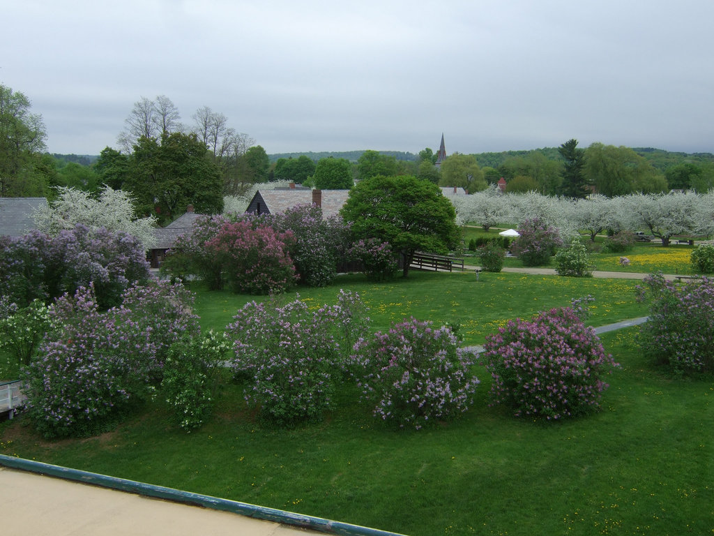 Blossoms and Steeple