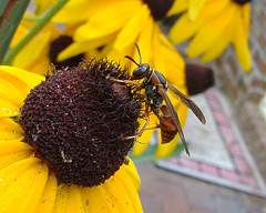Wasp on Gloriosa Daisy