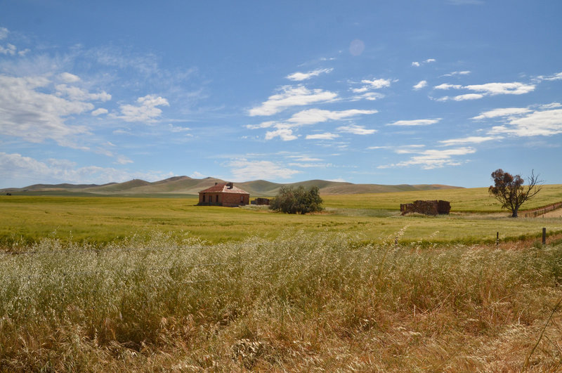 Fields of gold