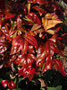 Dwarf Nandina