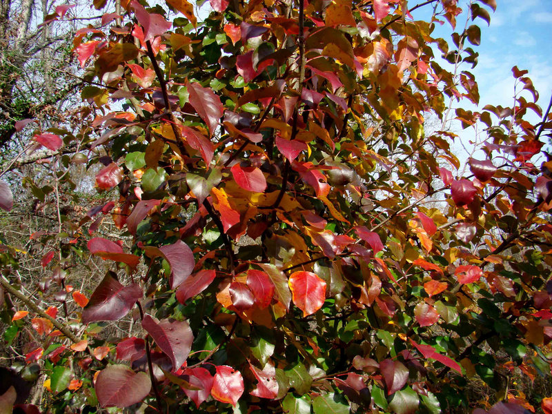 Hawthorn in Autumn