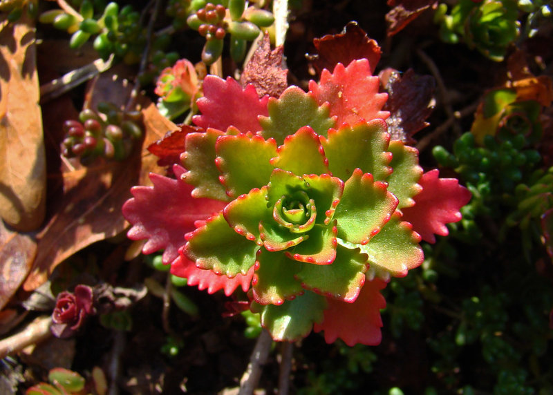 Sedum