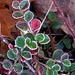 Frost on Cotoneaster