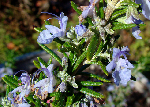 Rosemary Flowers