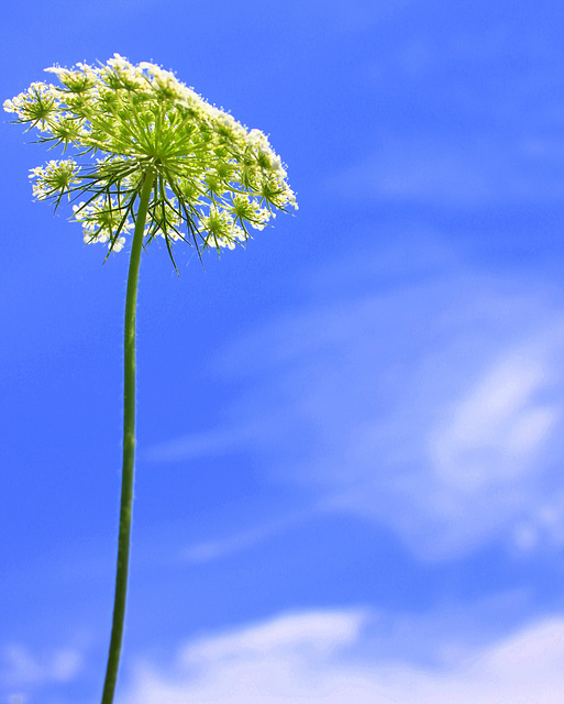 Queen Anne's lace