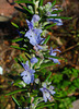 Rosemary Flowers