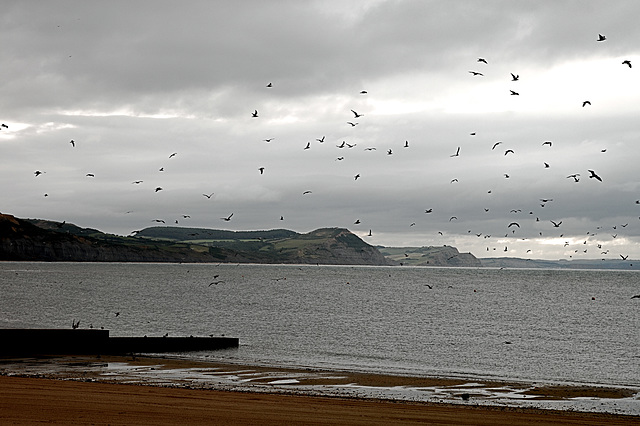 Lyme Regis 007