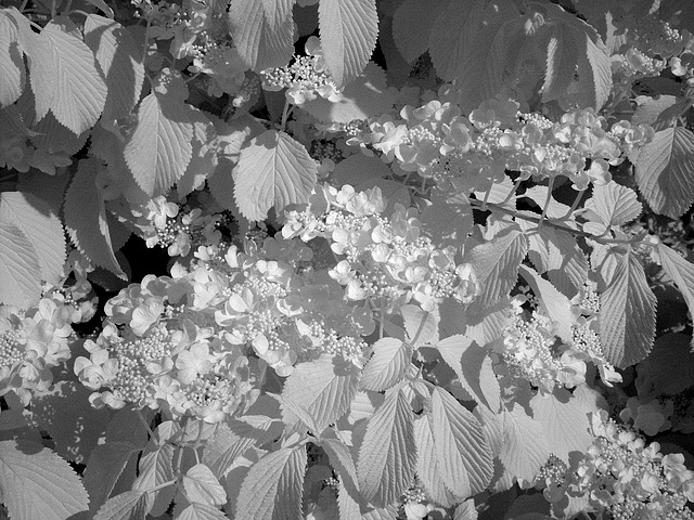 Viburnum plicatum var. tomentosum