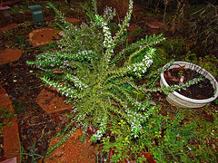 Prostrate Rosemary in Bloom