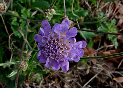 Perennial Scabiosa