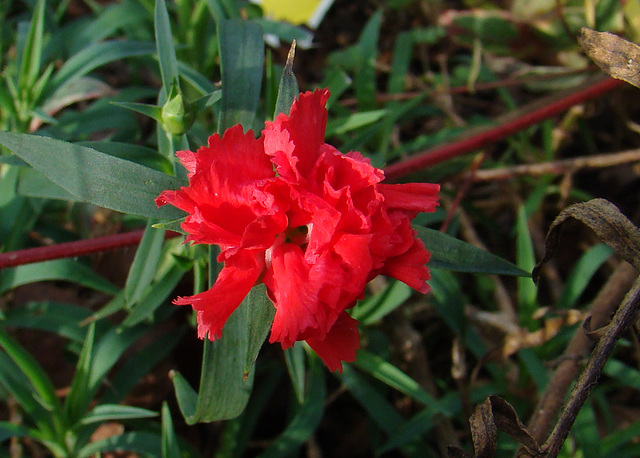 Dianthus