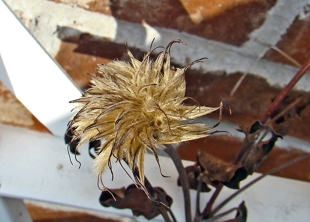 Clematis Seed Head