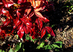 Dwarf Nandina